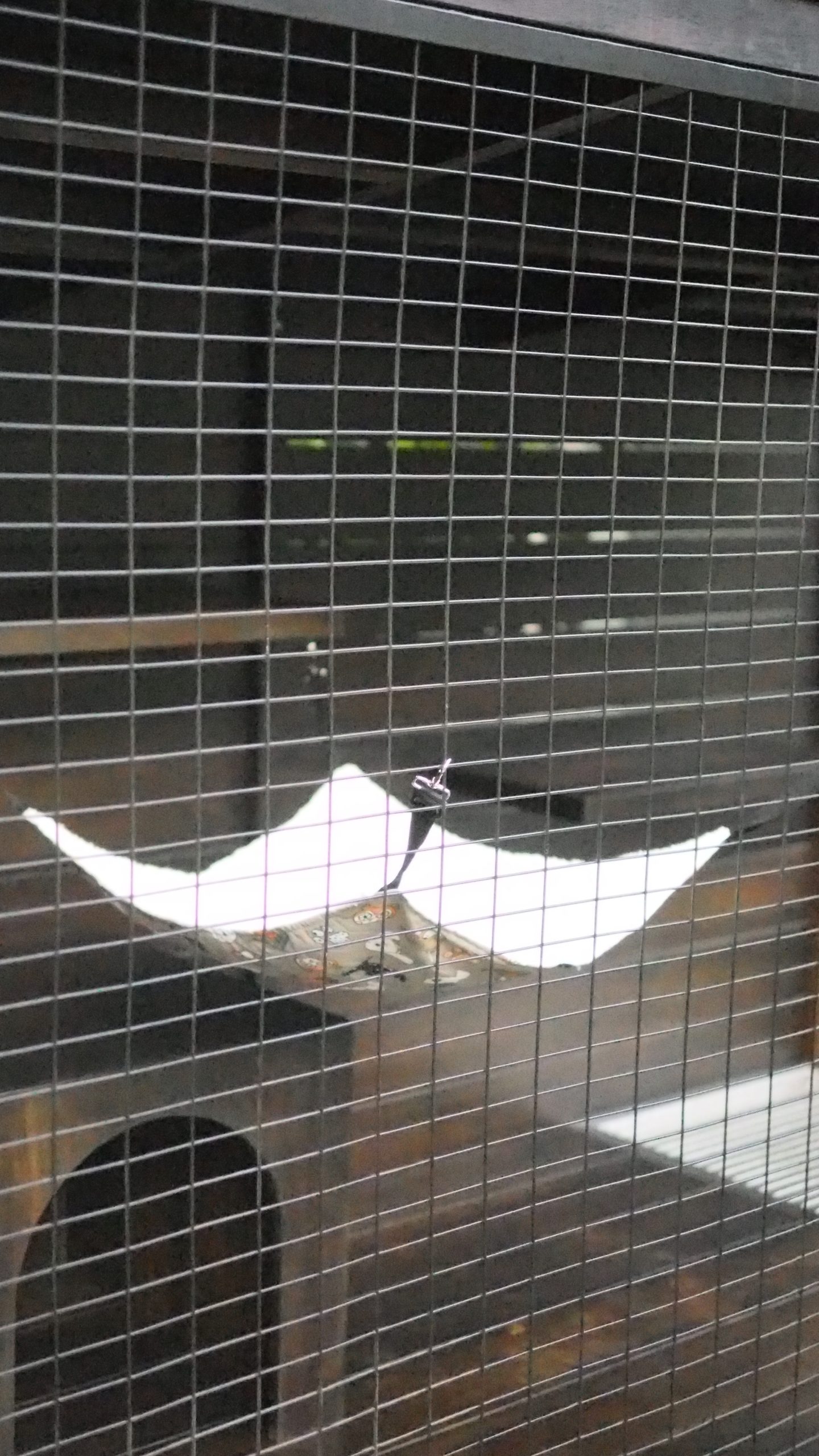 Custom Fox Cage / Outdoor Pet Enclosure - Image 17